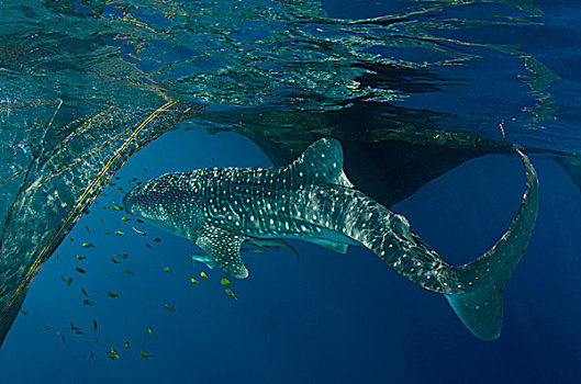 鲸鲨,喂食,蒲甘,湾,西巴布亚,印度尼西亚,渔民,看,幸运,敬意,旅游胜地