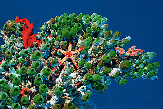 项链,海星,生物群,强健,海鞘,阿里环礁,马尔代夫,亚洲