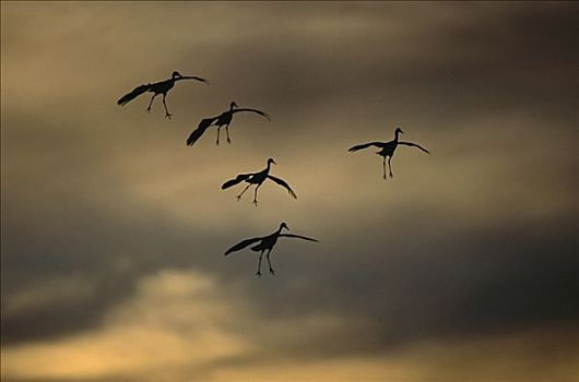沙丘鹤,剪影,成群,五个,进入,降落,博斯克德尔阿帕奇,新墨西哥