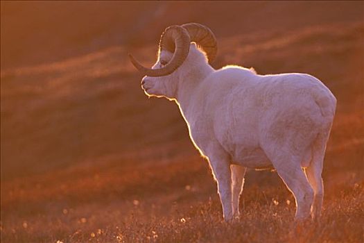 野大白羊,公羊,高山,苔原,逆光,德纳里国家公园,夏天