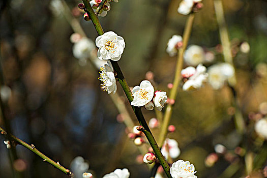 昆明黑龙潭公园冬天下午盛开的梅花