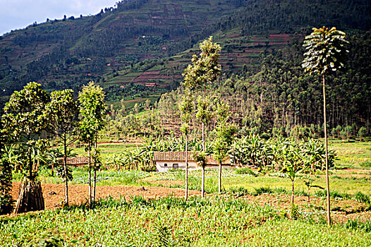 卢旺达,农业,土地