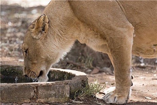 雌狮,饮用水