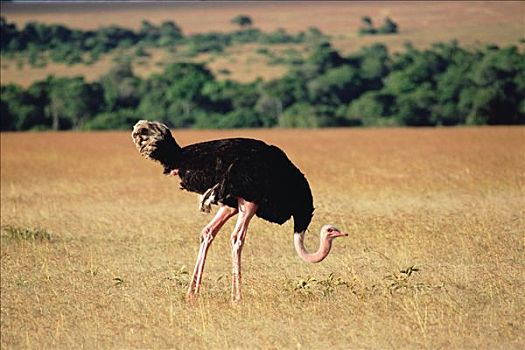 鸵鸟,鸵鸟属,马赛马拉国家保护区,肯尼亚
