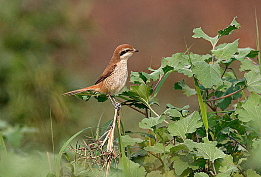 褐色,伯劳鸟,不成熟,第一,冬天,羽毛,尾部,耸立,栖息,茎,尼泊尔,亚洲
