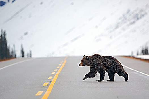 大灰熊,棕熊,冰原大道,艾伯塔省