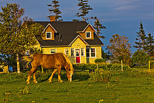 马,放牧,土地,爱德华王子岛,加拿大