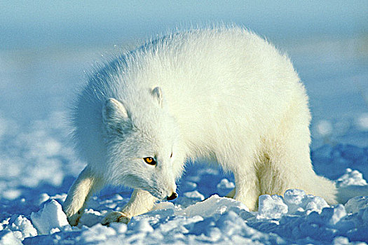 成年,北极狐,觅食,海冰,哈得逊湾,北极,曼尼托巴,加拿大