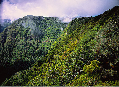 热带雨林,边界,山脉,国家公园,新南威尔士,澳大利亚