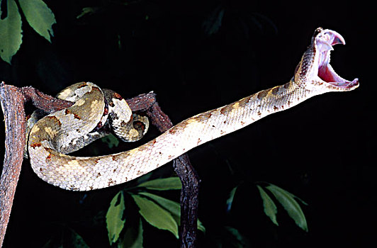 婆罗洲,扁斑奎蛇,蝰蛇,印度尼西亚