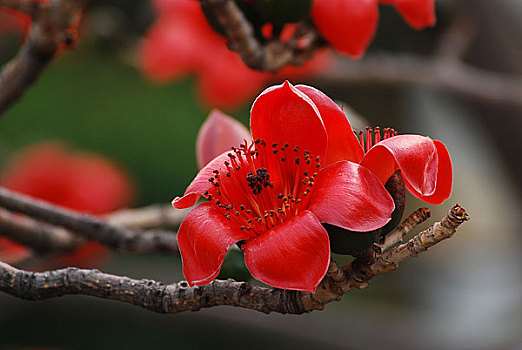 广州市花红棉花特写