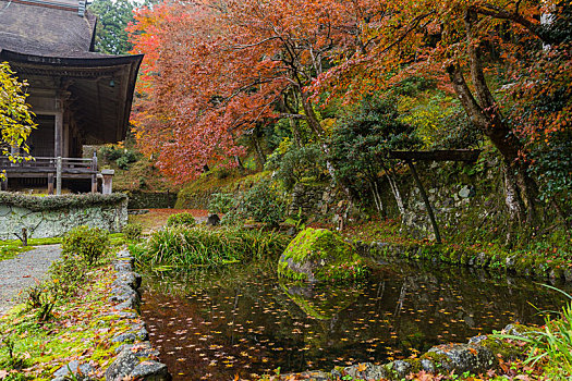 漂亮,日本,公园,秋天
