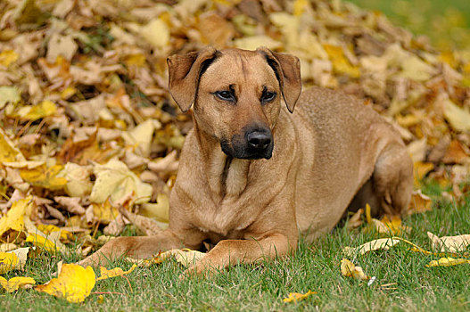 杂交品种,罗德西亚背脊犬,卧,正面,堆,叶子