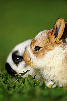 近摄,年轻的,国内兔,欧洲野兔,备考,家蝇,在草甸,巴伐利亚,德国