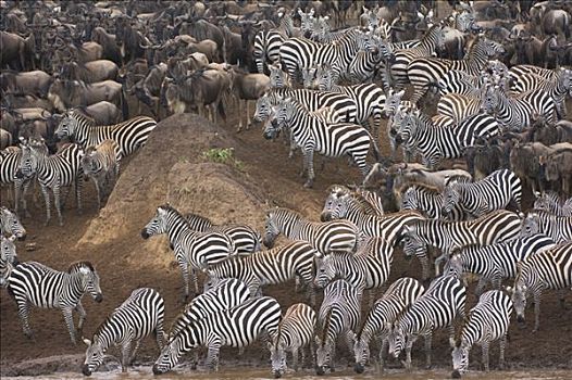 斑马,角马,蓝角马,马拉河,马赛马拉国家公园,肯尼亚,东非