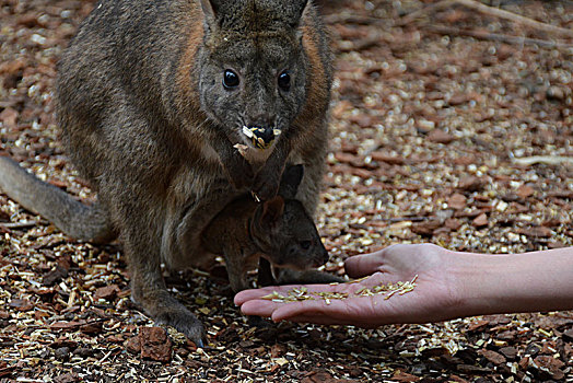 澳洲小袋鼠