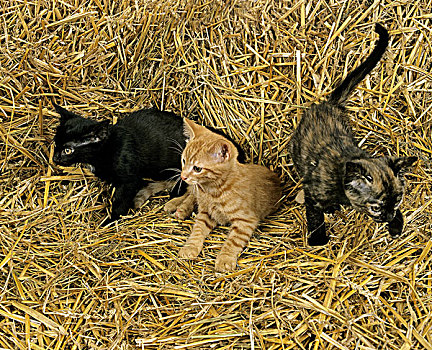 红色,斑猫,黑色,家猫,小猫,玩,小麦,稻草