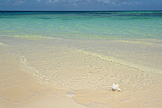 加勒比,英属维京群岛,海螺壳,海滩,骨头,大幅,尺寸