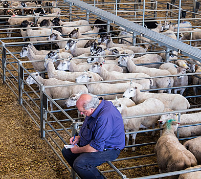 一个,男人,做笔记,绵羊,畜栏,牲畜,市场