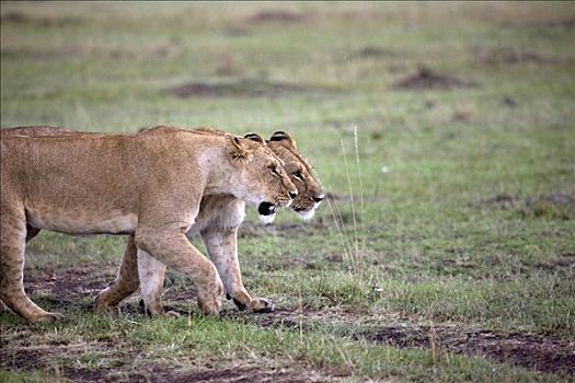 两个,雌狮,狮子,走,一起,地点,马赛马拉国家保护区,肯尼亚