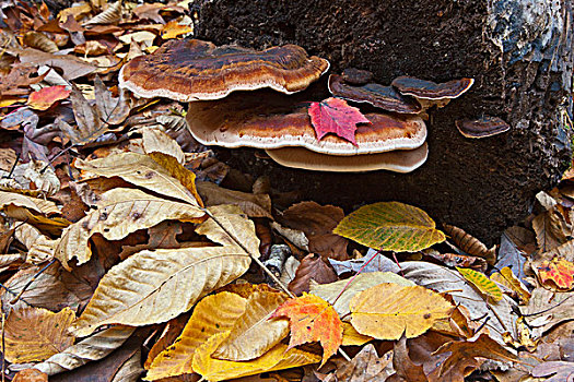 秋叶,菌类,树上