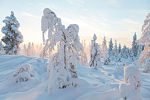 冬季风景,树林,积雪,树