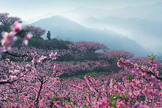 桃林,桃树,桃花园