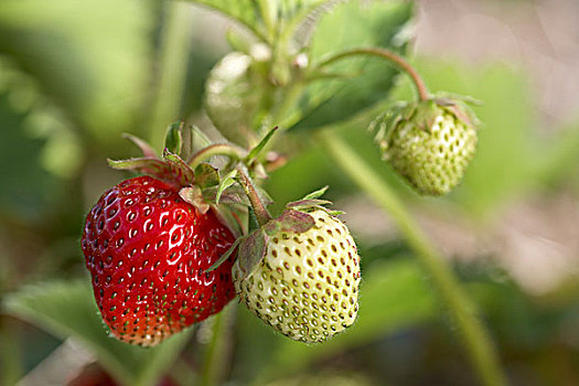 成熟,草莓,藤,农场,安大略省,加拿大