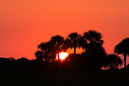日落,上方,保存,州立公园,佛罗里达