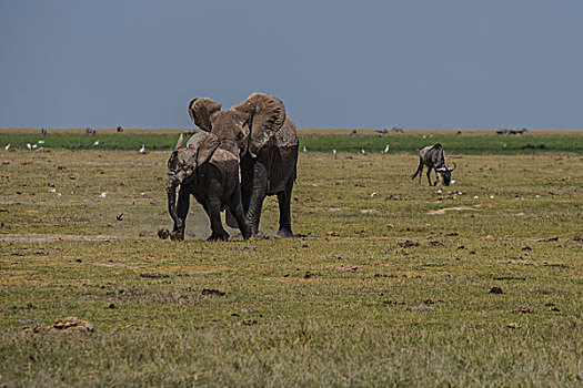 肯尼亚安博西里国家公园瞪羚