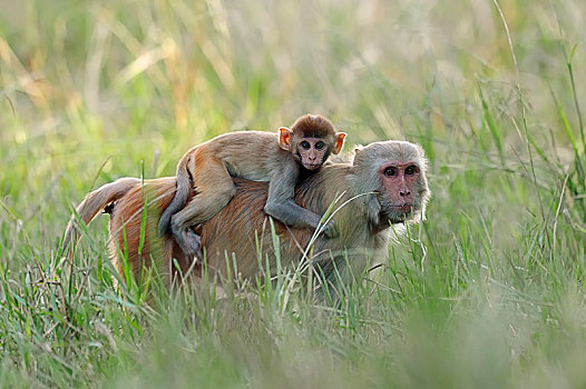猕猴,猴子,女性,幼仔,背影,盖奥拉迪奥,国家公园,巴拉特普尔,拉贾斯坦邦,印度,亚洲