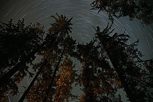 星迹,上方,温带雨林,彼得斯堡,阿拉斯加