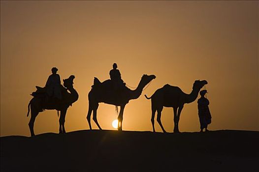 骆驼,日落,塔尔沙漠,拉贾斯坦邦,印度,南亚