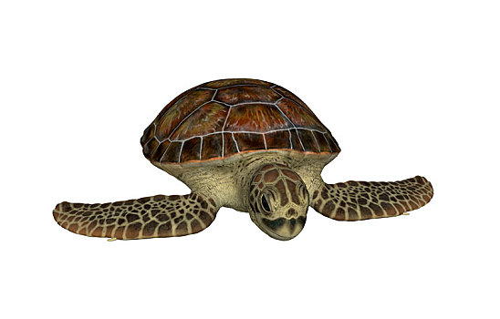 海龟,隔绝
