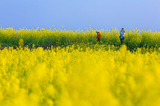 油菜花