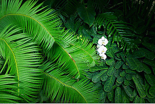 铁树目裸子植物,兰花,洛杉矶国家植物园,植物园,阿卡迪亚