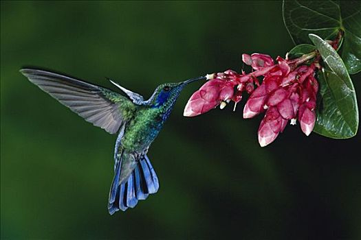 绿紫耳蜂鸟,蜂鸟,进食,授粉,花,石南,雾林,哥斯达黎加