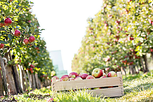 板条箱,红苹果,晴朗,果园