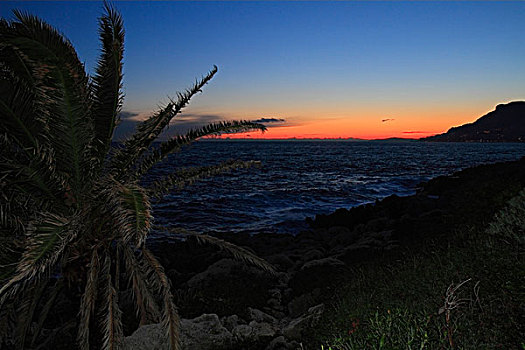 风景,帽,摩纳哥,日落,冬天,左边,棕榈树,树,沿岸地区,法国南部,法国,欧洲