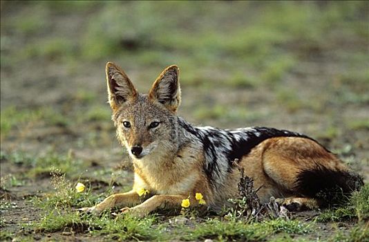 黑背狐狼,黑背豺,卧,埃托沙国家公园,纳米比亚