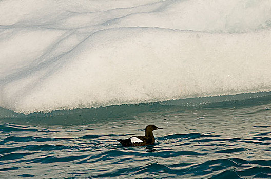 挪威,斯瓦尔巴群岛,斯匹次卑尔根岛,成年,游泳,挨着,海冰