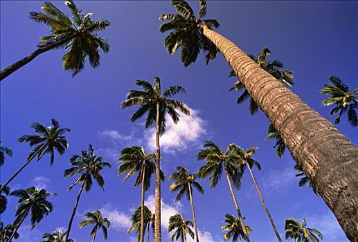 仰视,棕榈树,天空,瓦胡岛,夏威夷,美国