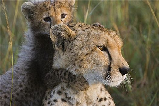 印度豹,猎豹,星期,老,幼兽,玩,母兽,马赛马拉,自然保护区,肯尼亚,草,前景