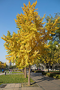 秋天的清华大学景色
