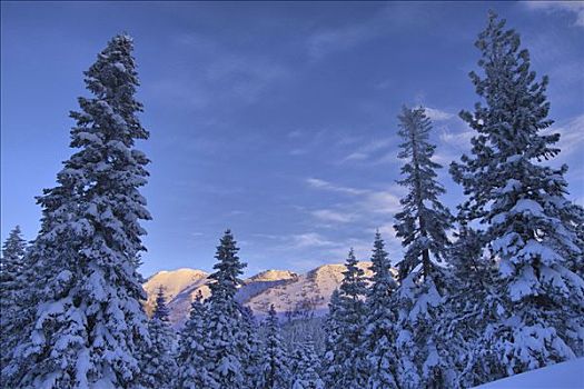 仰视,积雪,常青树,太浩湖,加利福尼亚,美国