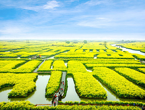 江苏省泰州市兴化市千垛景区垛田上的油菜花