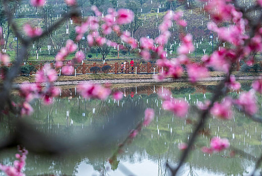 重庆南川,红梅花开迎新春