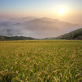 漂亮,稻田,背景