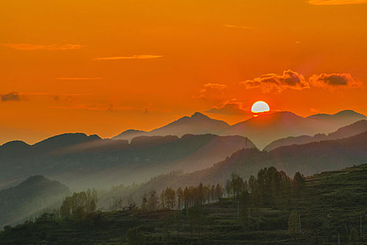 重庆酉阳,夕阳下的白杨树