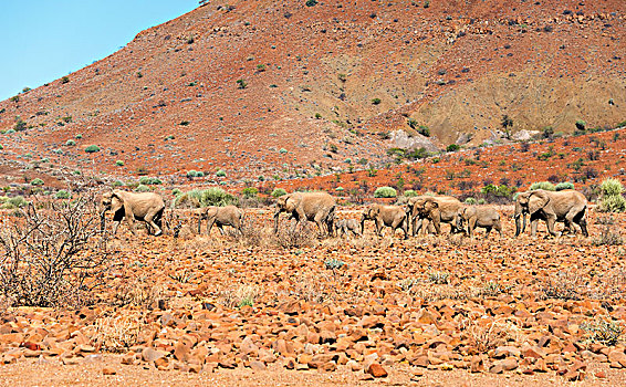 非洲,荒芜,大象,非洲象,牧群,岩石,地形,达马拉兰,纳米比亚